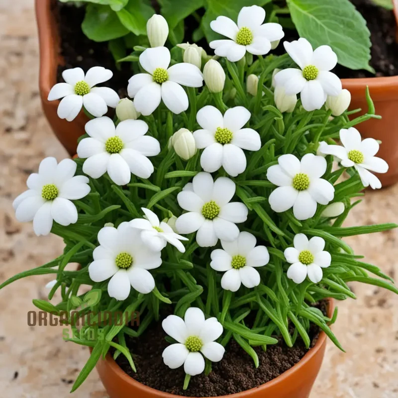 White Pasqual Flower Seeds – Elegant Blooms for Garden Planting