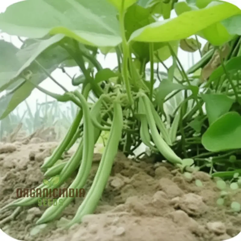 Green Beans Vegetable Seeds, Bountiful Harvests Await, Premium Green Beans Vegetable Seeds for Planting