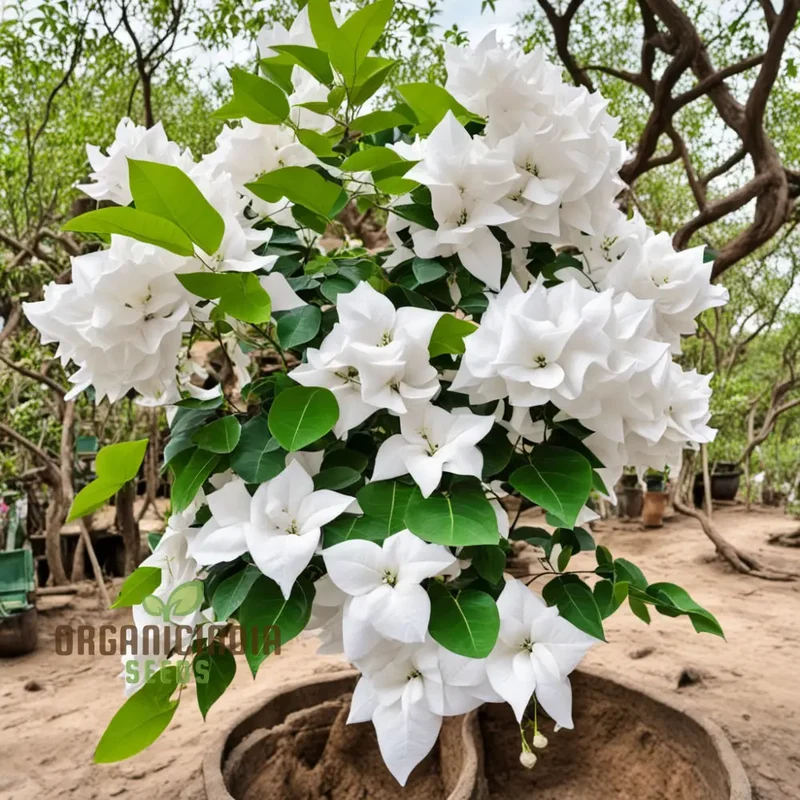 Pure Elegance White Bougainvillea Seed Assortment, Enhance Your Garden with Pristine Beauty