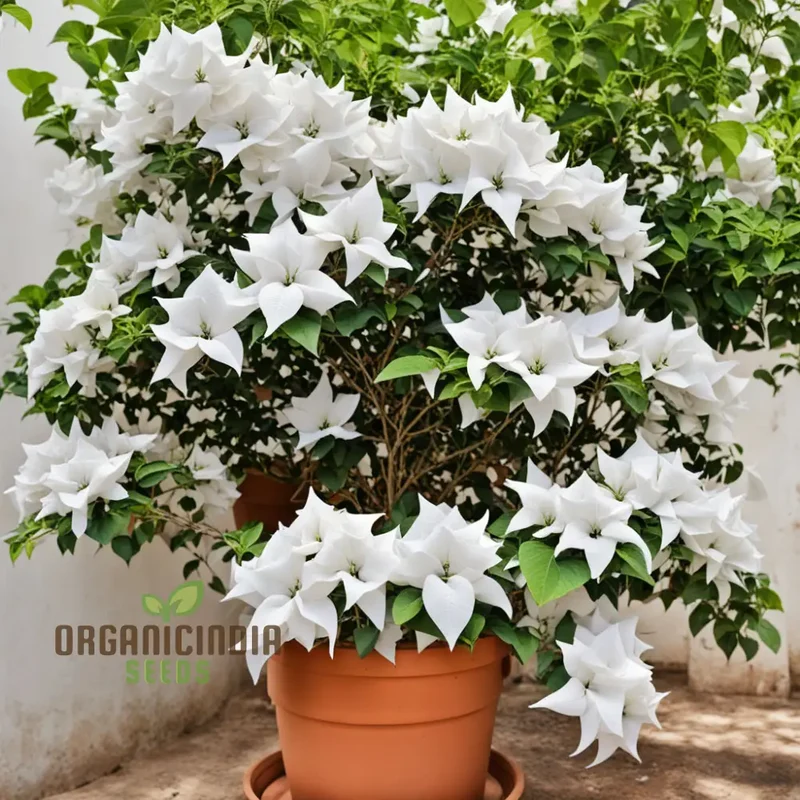 Pure Elegance White Bougainvillea Seed Assortment, Enhance Your Garden with Pristine Beauty