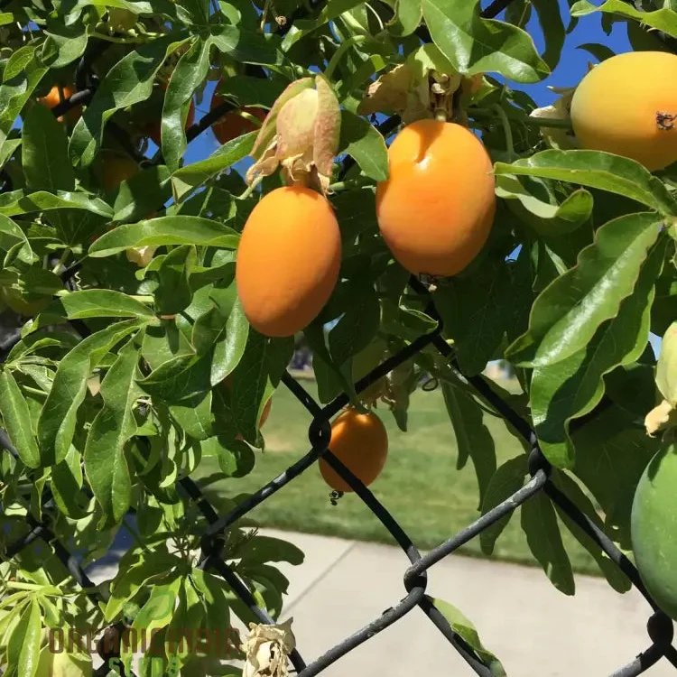 Orange Passion Fruit Seeds for Planting, Cultivate Your Garden with Exotic Passiflorine Fruit Seeds