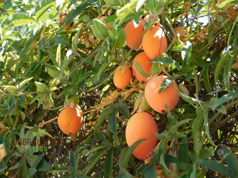 Orange Passion Fruit Seeds for Planting, Cultivate Your Garden with Exotic Passiflorine Fruit Seeds