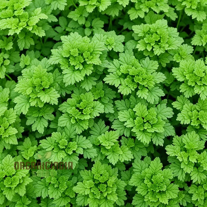 Green Chervil Vegetable Seeds For Planting, Fresh Culinary Herb for Your Garden