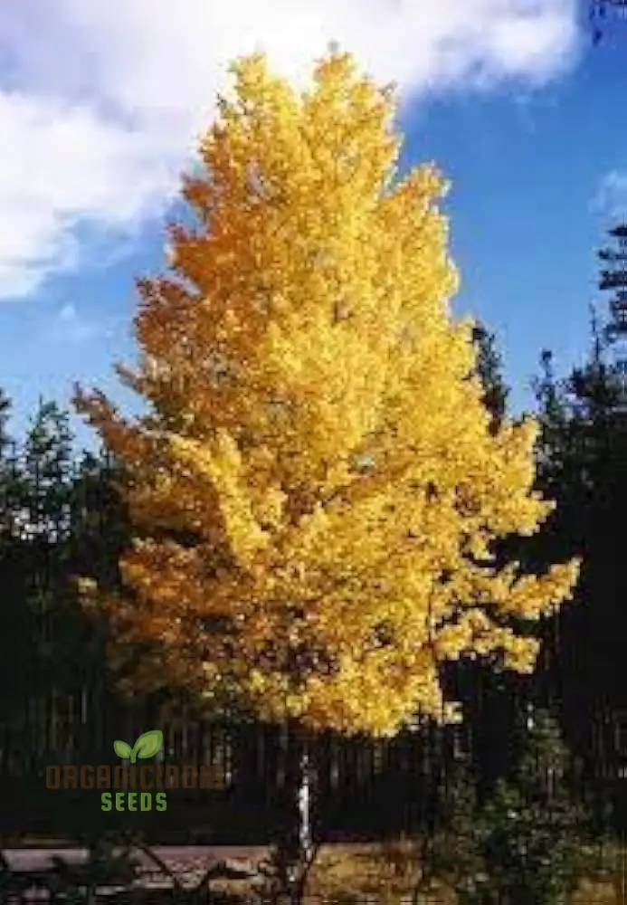 Quaking Aspen Tree Seeds Populous Tremolites North American Tree Seeds