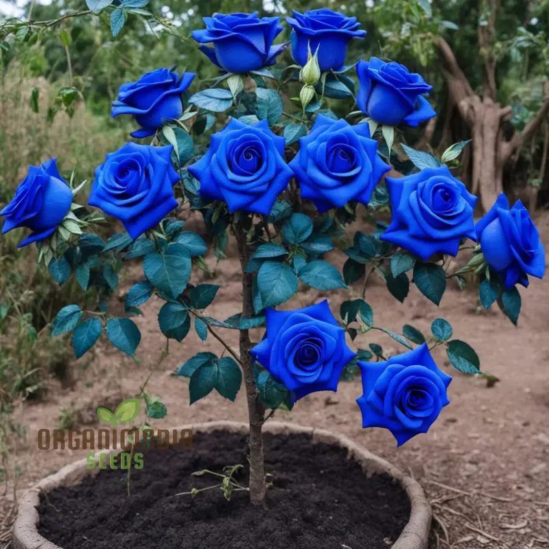 Mesmerizing Elegance: Blue Midnight Rose Seed Assortment - Enchant Your Garden