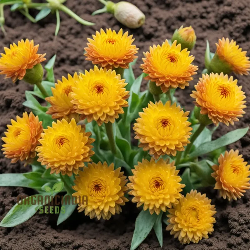 Yellow Strawflower Seeds for Planting, Annual Flower Seeds, Growing Strawflowers From Seeds