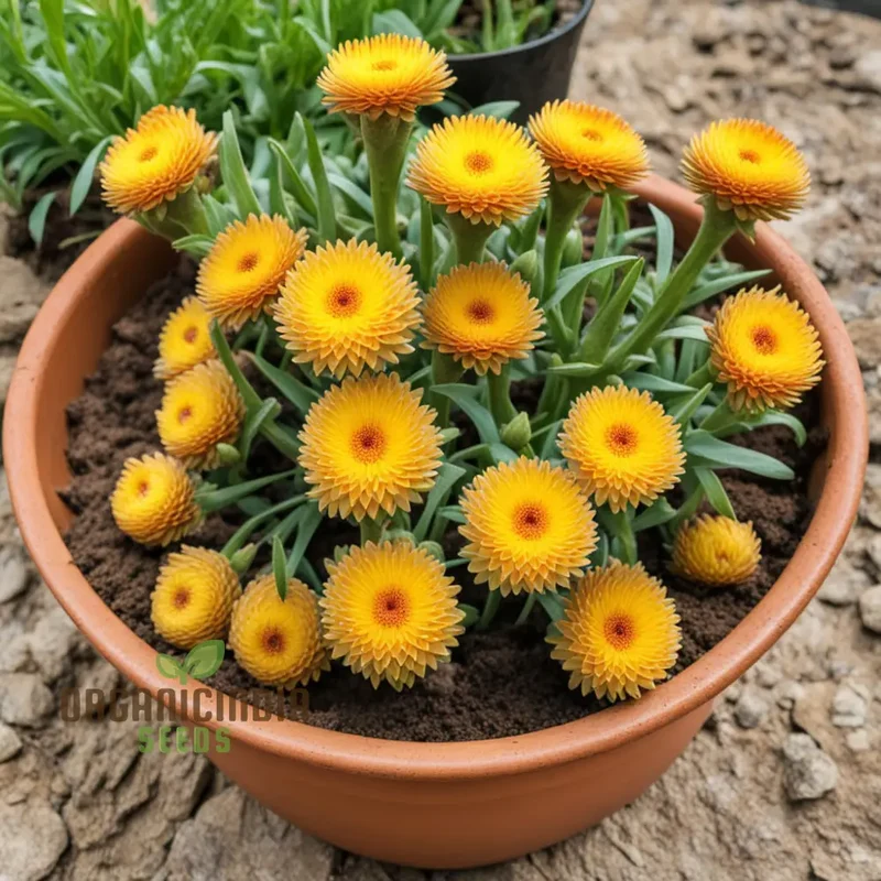 Yellow Strawflower Seeds for Planting, Annual Flower Seeds, Growing Strawflowers From Seeds