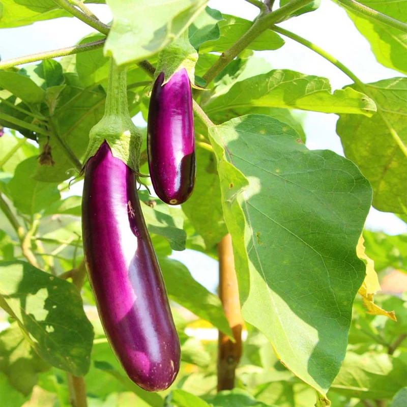 Eggplant Vegetable Seeds For Planting, Brinjal Purple Long Seeds, Grow at Home, Kitchen, Terrace, and Backyard Gardening