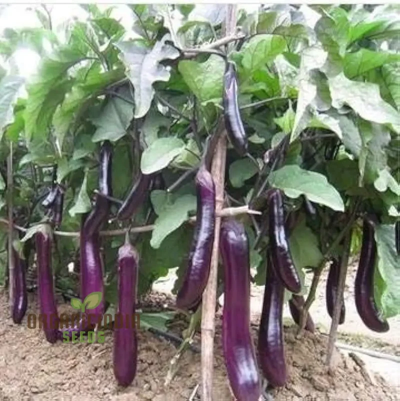 Eggplant Vegetable Seeds For Planting, Brinjal Purple Long Seeds, Grow at Home, Kitchen, Terrace, and Backyard Gardening