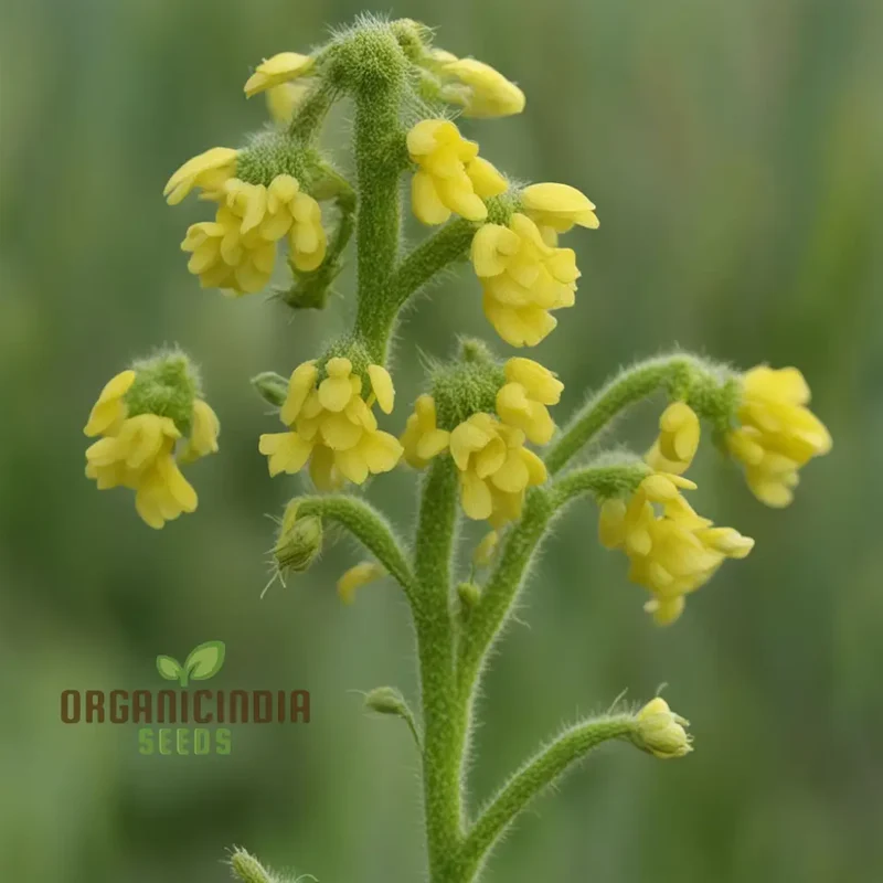 Yellow Rattle Seeds, Rhinanthus Minor Native Flower Spring Flower Seeds
