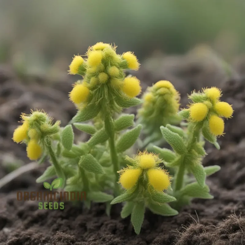 Yellow Rattle Seeds, Rhinanthus Minor Native Flower Spring Flower Seeds