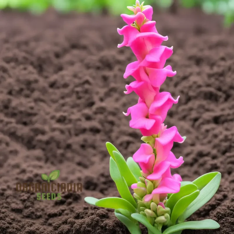 Pink Snapdragon Seeds, Pink Antirrhinum Seeds, Pink Dragon Flower Seeds