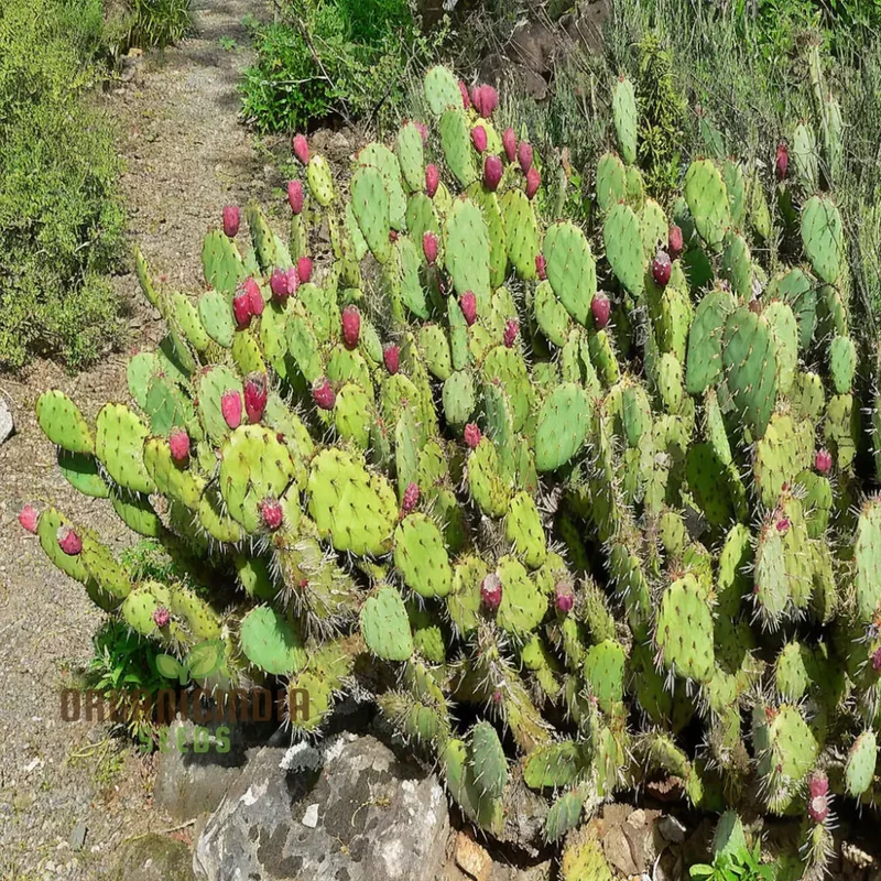 Green Prickly Pear Seeds for Planting, Cultivate Your Garden with Opuntia Fruit Seeds
