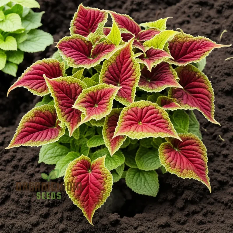 Vibrant Coleus & Jazz Velvet Flower Seeds, Elevate Your Garden Today