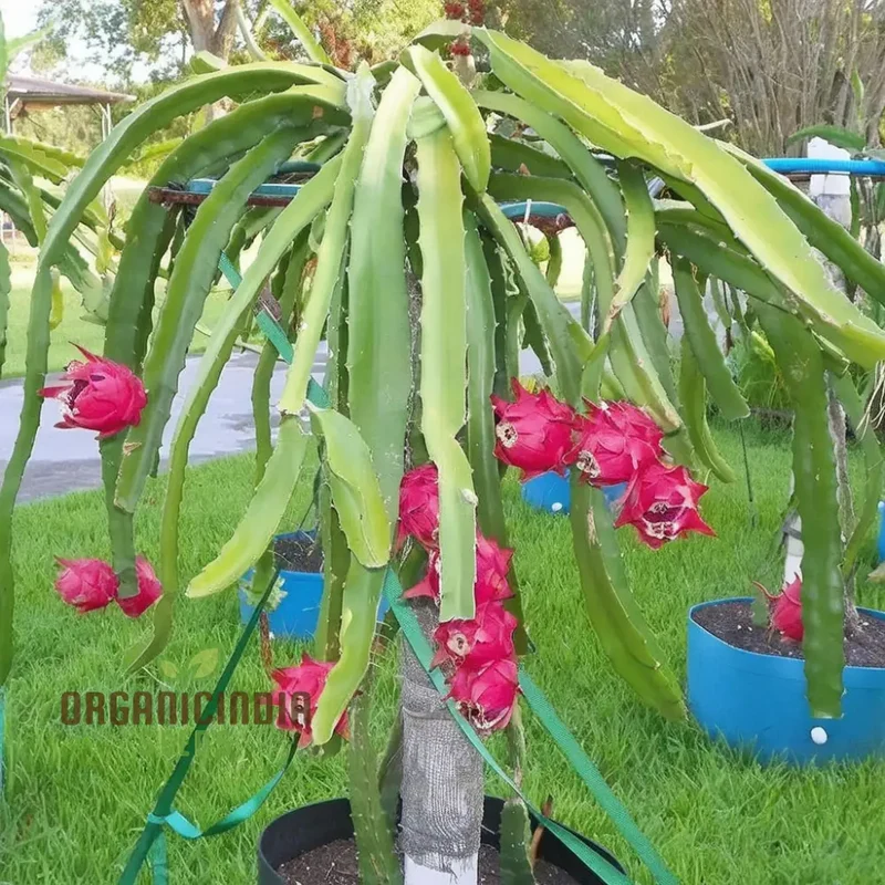 Purple Pitaya Fruit Seeds for Planting, Cultivate Exotic Dragon Fruit in Your Garden
