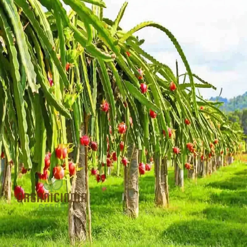 Purple Pitaya Fruit Seeds for Planting, Cultivate Exotic Dragon Fruit in Your Garden