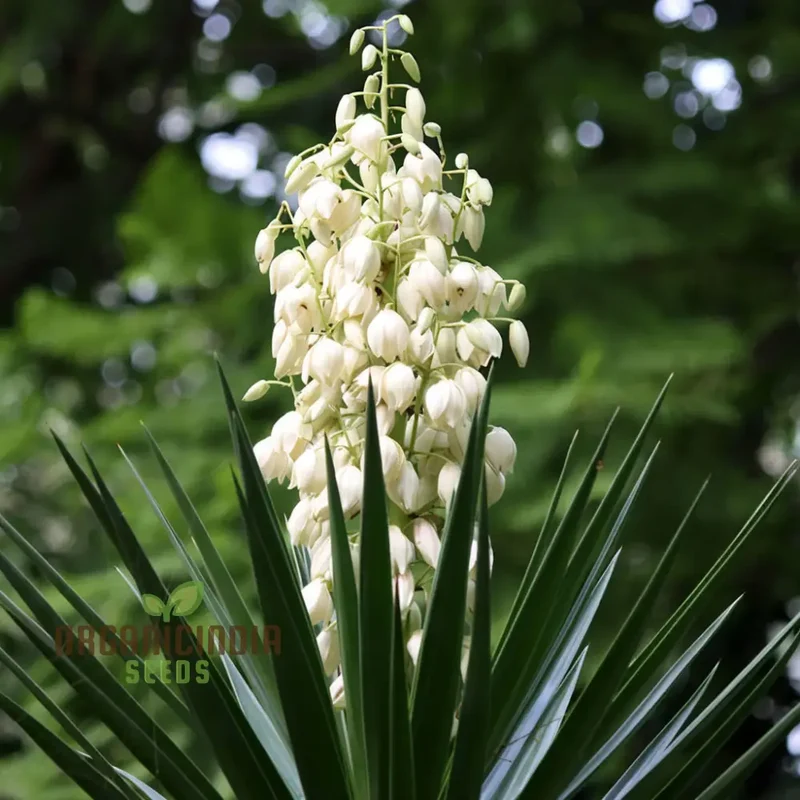 White Yucca Filamentosa Seeds – Drought-Tolerant Garden Variety for Elegant Landscapes
