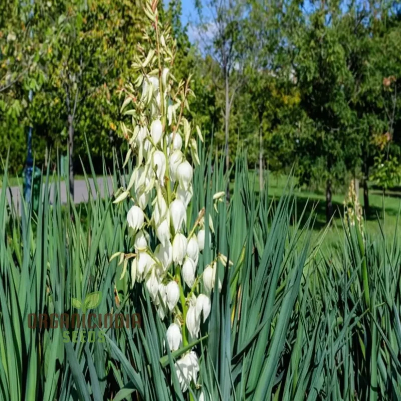 White Yucca Filamentosa Seeds – Drought-Tolerant Garden Variety for Elegant Landscapes