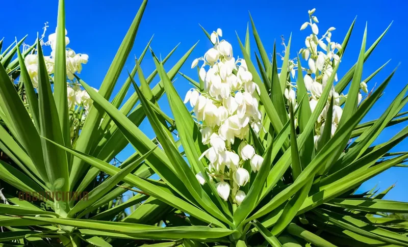 White Yucca Filamentosa Seeds – Drought-Tolerant Garden Variety for Elegant Landscapes