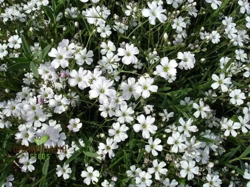White Gypsophila Repens Seeds for Planting