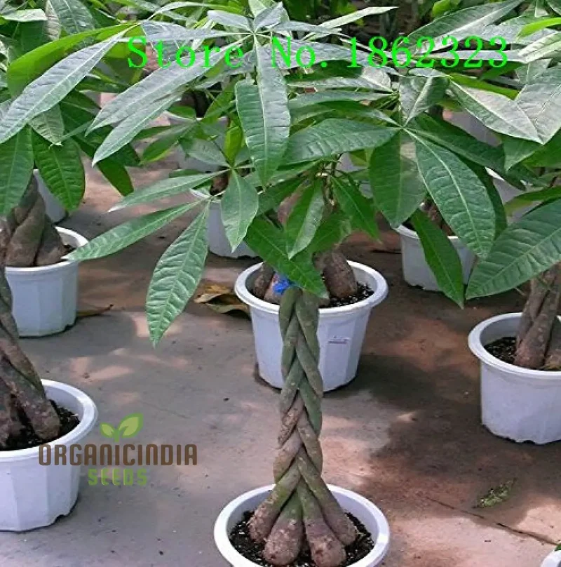 Green Money Tree Seeds for Planting