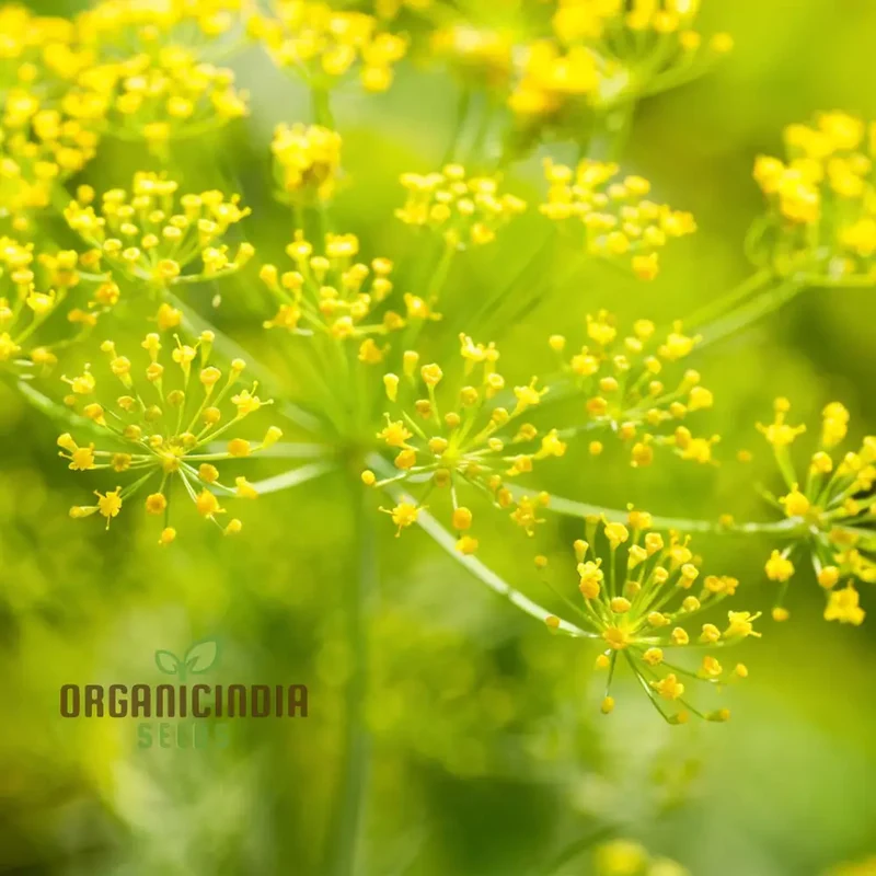 Mammoth Long Island Dill Seeds – Non-GMO Heirloom Herb for Gardening & Microgreens