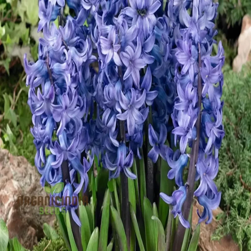 Blue Echte Hyazinthen Plant Seeds, Fragrant Flower Seeds for Planting - Transform Your Garden with Stunning Blue Blooms - Ideal for Gardening Enthusiasts