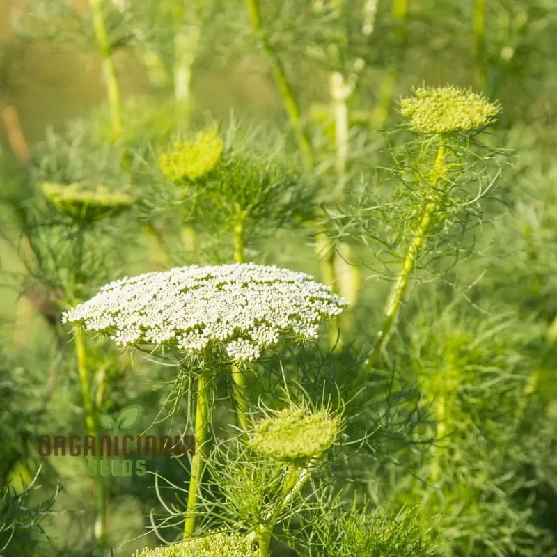 Anise Flower Seeds – Organic, Fragrant Blooms for Garden & Home Landscaping