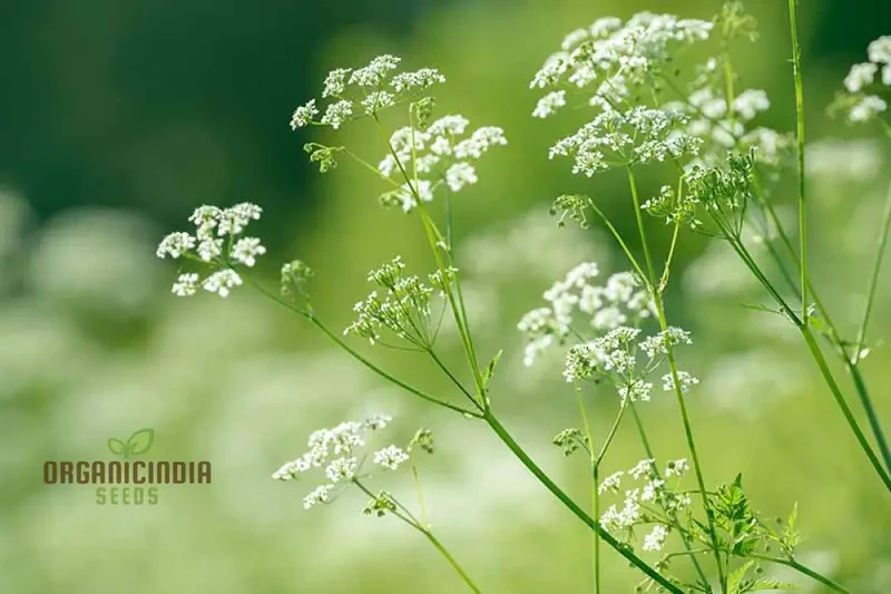 Anise Flower Seeds – Organic, Fragrant Blooms for Garden & Home Landscaping