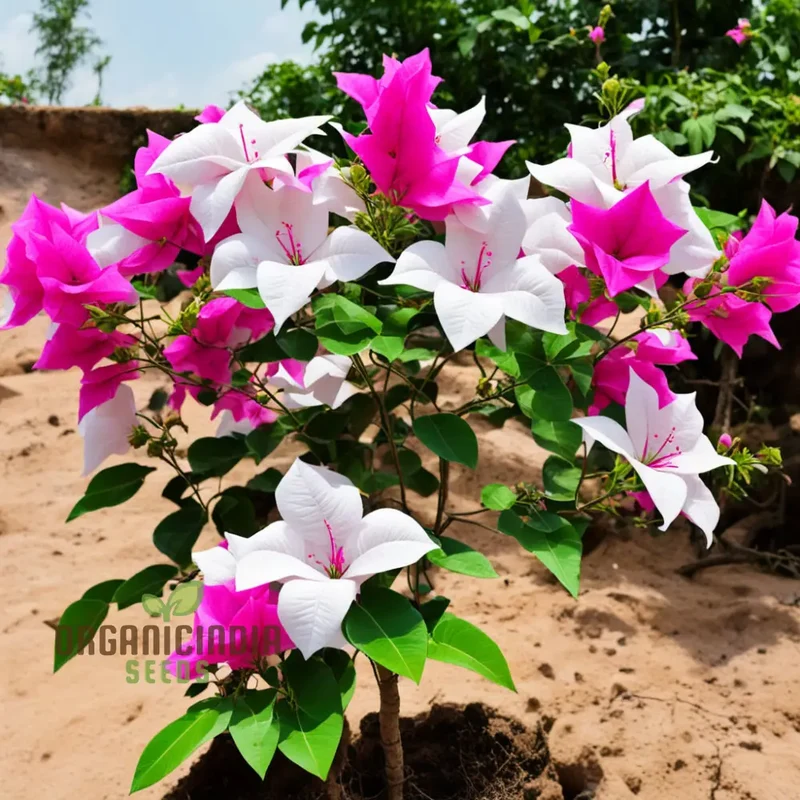 White Pink Bougainvillea Flower Seeds - Vibrant Blooms for Your Garden, Premium Flower Seeds for Planting and Gardening Enthusiasts