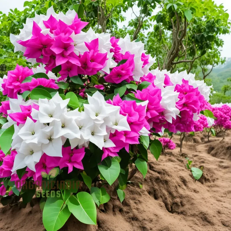 White Pink Bougainvillea Flower Seeds - Vibrant Blooms for Your Garden, Premium Flower Seeds for Planting and Gardening Enthusiasts