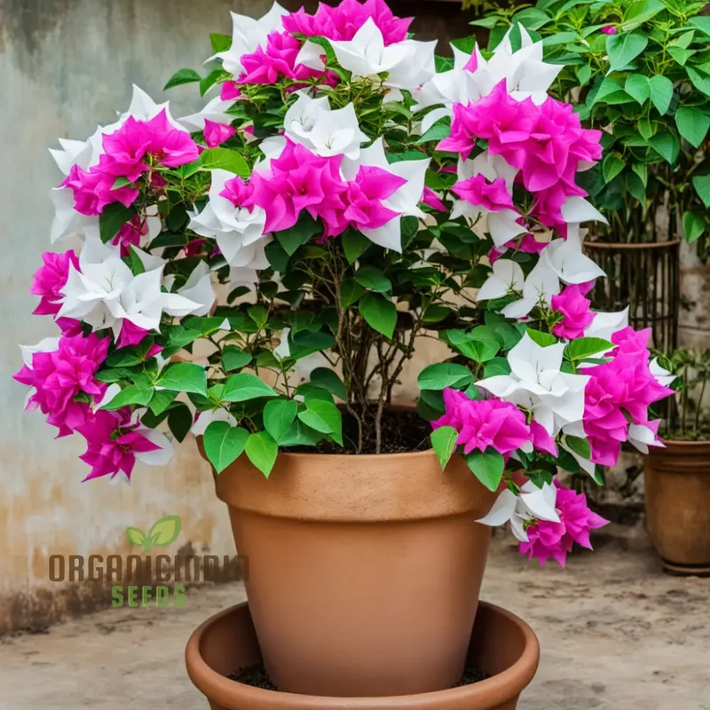 White Pink Bougainvillea Flower Seeds - Vibrant Blooms for Your Garden, Premium Flower Seeds for Planting and Gardening Enthusiasts
