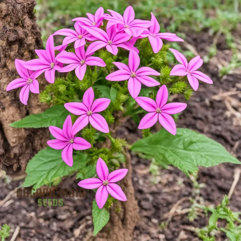 Premium Penta's Lanceolate Seeds - Abundant Flower Lanceolate Bulk Seeds for Planting and Gardening Beauty