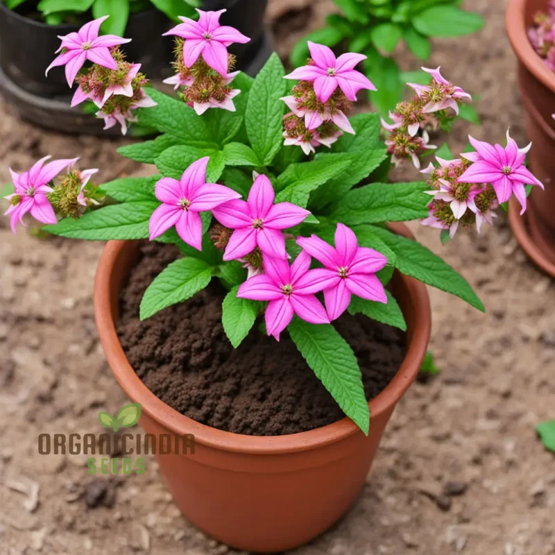 Premium Penta's Lanceolate Seeds - Abundant Flower Lanceolate Bulk Seeds for Planting and Gardening Beauty