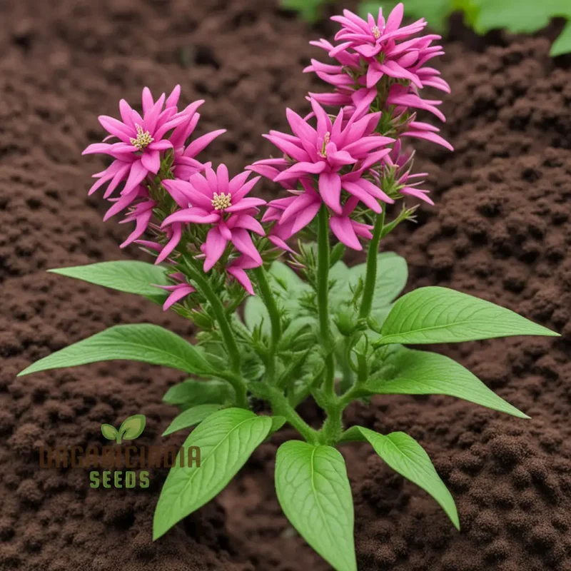 Premium Penta's Lanceolate Seeds - Abundant Flower Lanceolate Bulk Seeds for Planting and Gardening Beauty