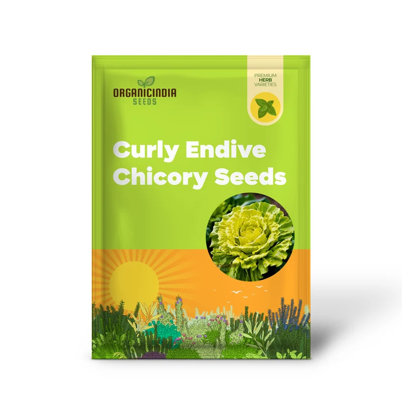 Golden Heart Curly Endive Chicory Seeds – Heirloom, Premium Quality Seeds for Salad & Herb Gardens