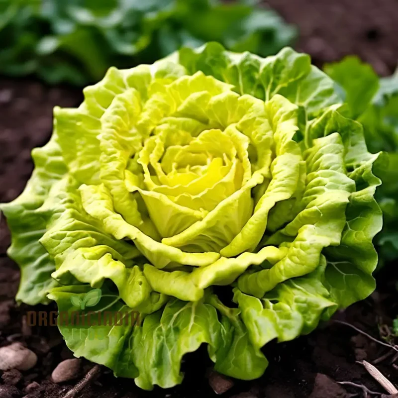 Golden Heart Curly Endive Chicory Seeds – Heirloom, Premium Quality Seeds for Salad & Herb Gardens