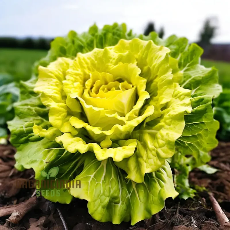 Golden Heart Curly Endive Chicory Seeds – Heirloom, Premium Quality Seeds for Salad & Herb Gardens