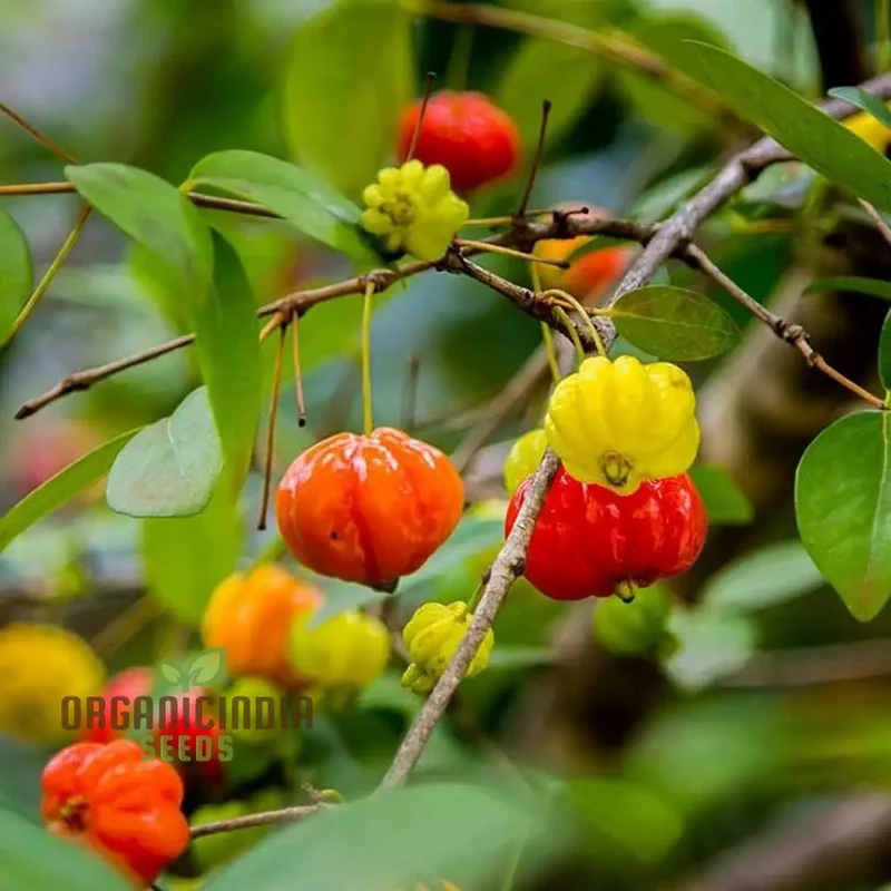 Surinam Cherry Fruit Seeds for Planting, Enhance Your Garden with Exotic Fruit Seeds