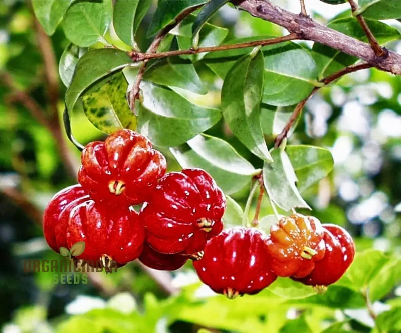 Surinam Cherry Fruit Seeds for Planting, Enhance Your Garden with Exotic Fruit Seeds