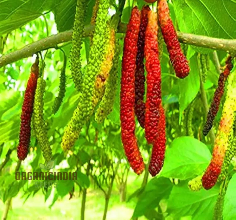 Bunchberry Dichondra Fruit Seeds for Planting, Enhance Your Garden with Unique and Exotic Fruit Seeds