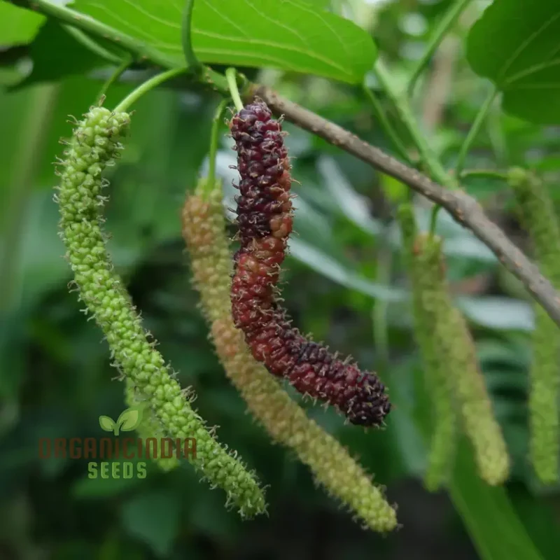 Bunchberry Dichondra Fruit Seeds for Planting, Enhance Your Garden with Unique and Exotic Fruit Seeds