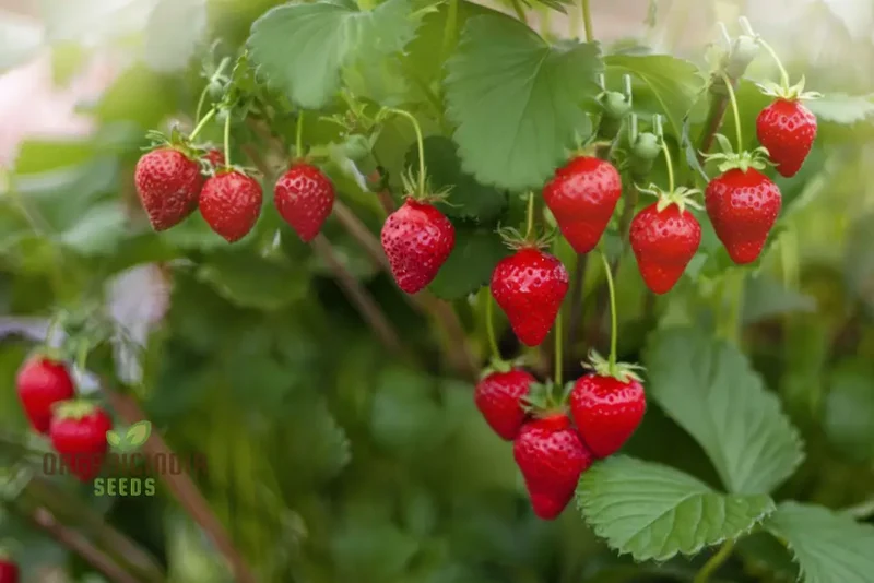 Organic Berry Fruit Seeds for Planting, Elevate Your Gardening with Premium Berry Fruit Seeds