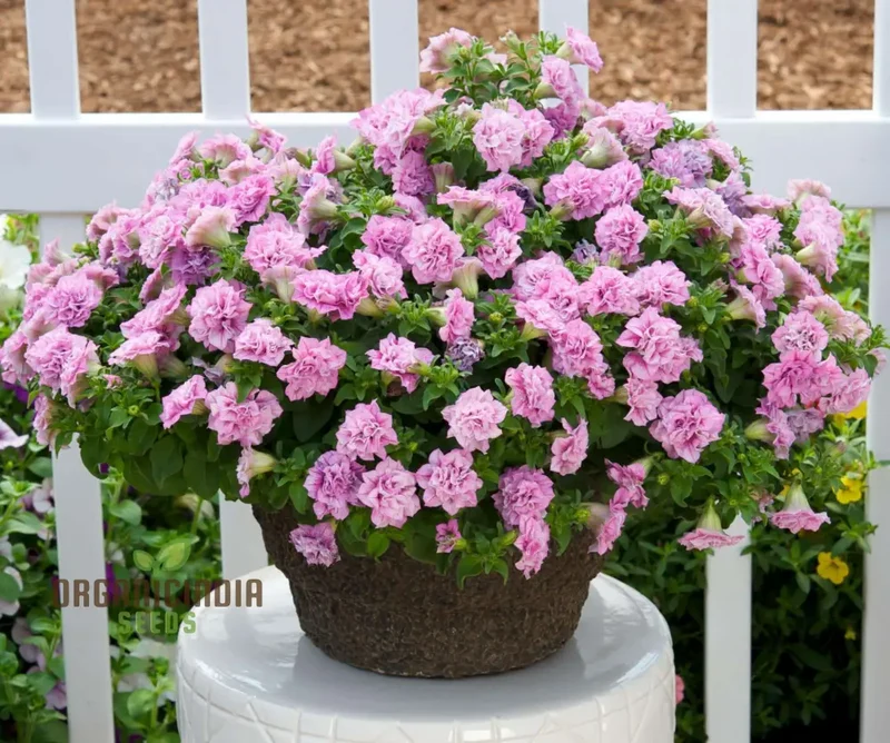 Premium Petunia Seeds – Colorful Blooms for Garden & Container Planting