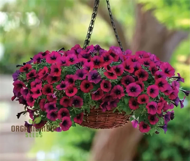 Premium Petunia Seeds – Colorful Blooms for Garden & Container Planting