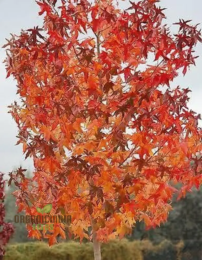 New Fresh Red Sweetgum Tree Seeds 30pcs, 30pcs Red Sweetgum Tree Seeds, Red Sweetgum Tree Seeds pack of 30, Fresh Red Sweetgum Tree Seeds for sale