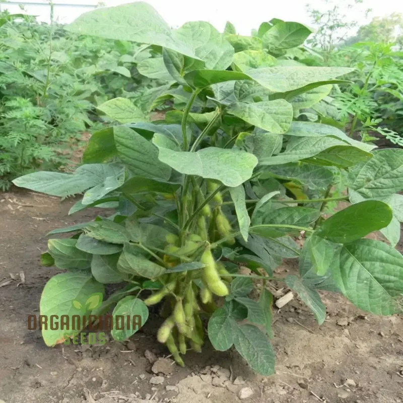 Edamame Vegetable Seeds, Planting and Gardening for a Vibrant, Nutritious Garden Harvest