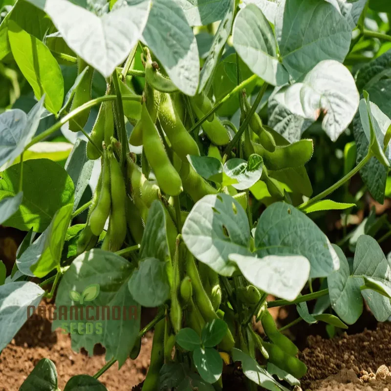 Edamame Vegetable Seeds, Planting and Gardening for a Vibrant, Nutritious Garden Harvest