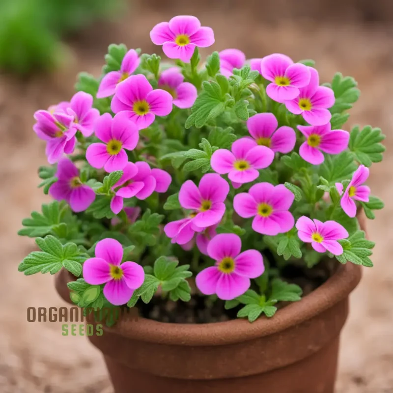 Pink Nemesia Poetry Flower Seeds, Nemesia Poetry Plant Seeds for Planting and Gardening Enthusiasts - Cultivate Your Garden's Beauty with Premium Flower Seeds
