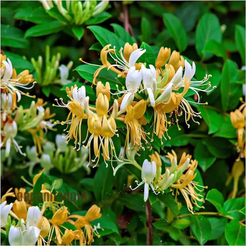 Honeysuckle (Lonicera) Flower Seeds for Planting, Enhance Your Garden with Fragrant Blooms - Premium Flower Seeds for Gardening Enthusiasts
